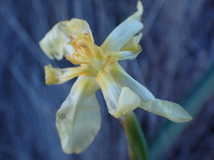 Moraea pallida