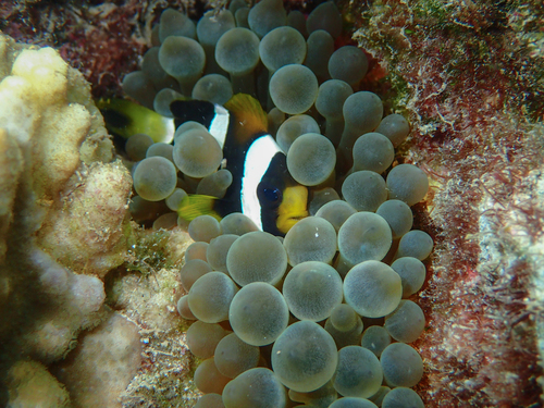 Photo of Bubble-tip anemone (Entacmaea quadricolor)