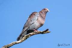 Patagioenas flavirostris