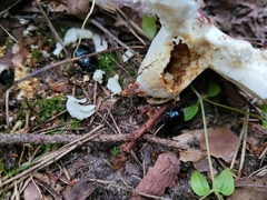 Anoplotrupes stercorosus