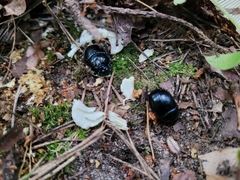Anoplotrupes stercorosus
