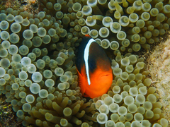 Amphiprion rubrocinctus