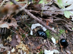 Anoplotrupes stercorosus
