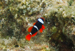 Amphiprion rubrocinctus