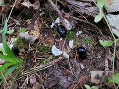 Anoplotrupes stercorosus