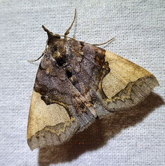 Ochrotrigona triangulifera