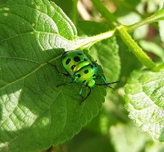 Chrysocoris purpureus