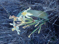 Moraea pallida