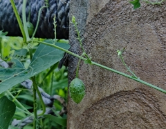 Actinostemma tenerum