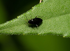 Slaterocoris