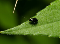 Slaterocoris