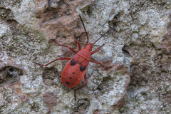 Probergrothius nigricornis