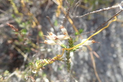 Erica penicilliformis