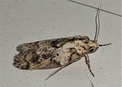 Philobota baryptera