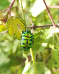 Chrysocoris purpureus