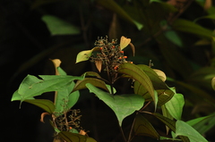 Miconia hypoleuca