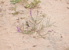 Swainsona microphylla