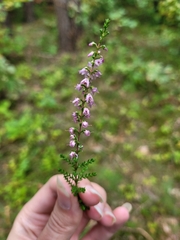 Calluna vulgaris