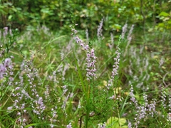 Calluna vulgaris