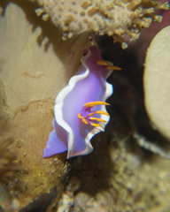 Hypselodoris variobranchia