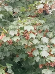 Acer pseudoplatanus