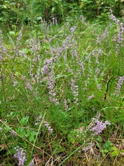 Calluna vulgaris