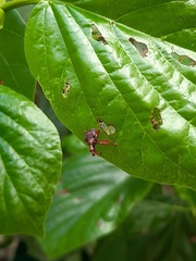 Strigapoderus tranquebaricus