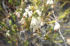 Erica penicilliformis