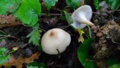 Singerocybe phaeophthalma