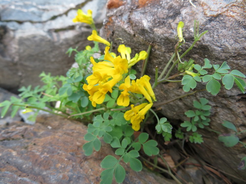Yellow Corydalis