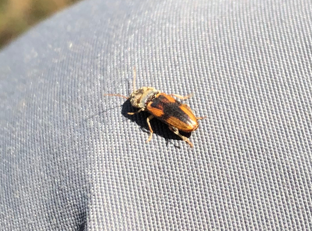 Cardiophorus morini