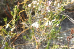 Erica penicilliformis