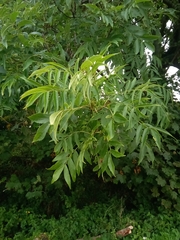 Fraxinus excelsior