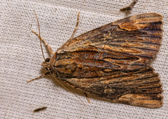 Catocala ultronia