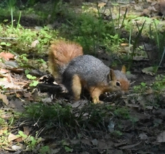 Sciurus anomalus