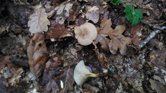 Singerocybe phaeophthalma