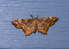 Hypagyrtis unipunctata