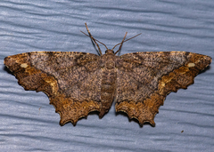 Hypagyrtis unipunctata