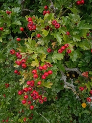 Crataegus monogyna