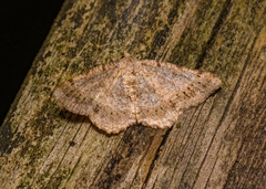 Digrammia ocellinata