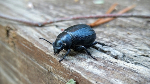 Pimelia castellana