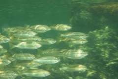 Helotes octolineatus