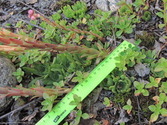 Sempervivum caucasicum