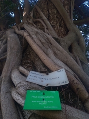 Ficus craterostoma