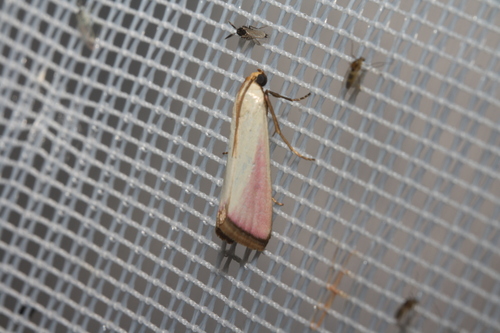 Phycide de la scabieuse