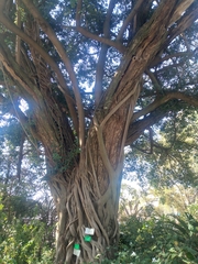 Ficus craterostoma