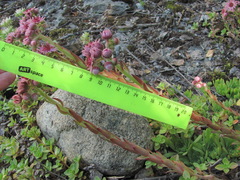 Sempervivum caucasicum