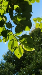 Magnoliopsida