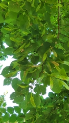 Magnoliopsida
