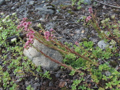 Sempervivum caucasicum